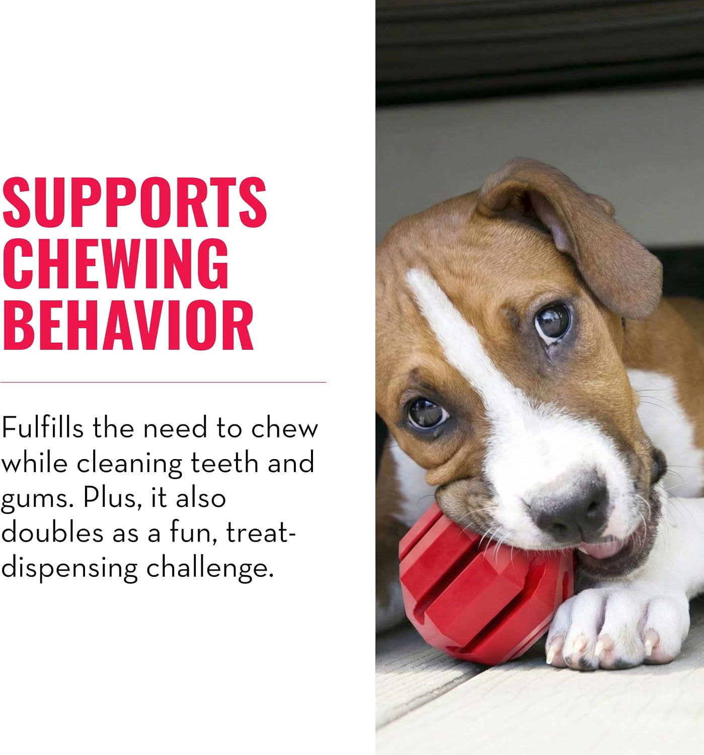 Natural Rubber Dental Chew Toy, for Large Dogs - Image 2